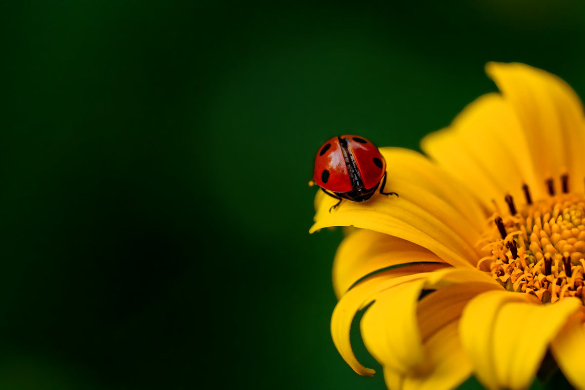 canvas-print-ladybug-on-the-sunflower
