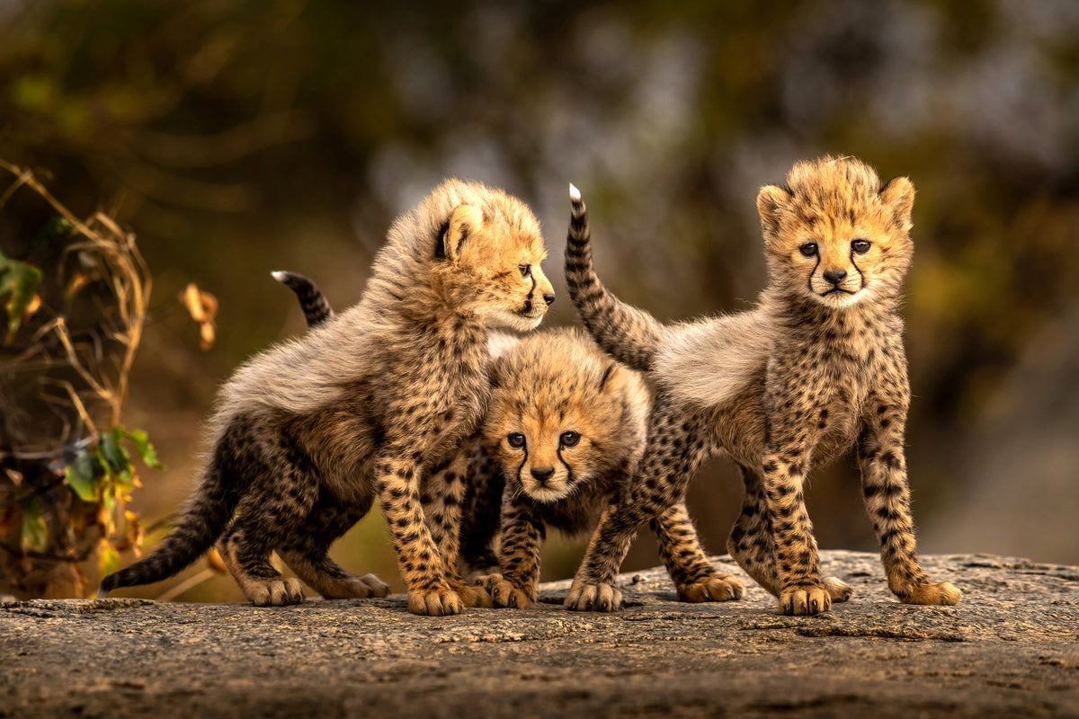 canvas-print-three-little-cheetahs-x