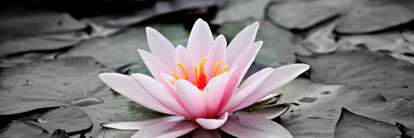 panoramic-poster-print-the-art-of-water-lily-panorama