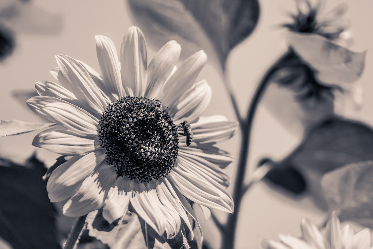 aluminium-print-bees-on-the-sunflower-sw