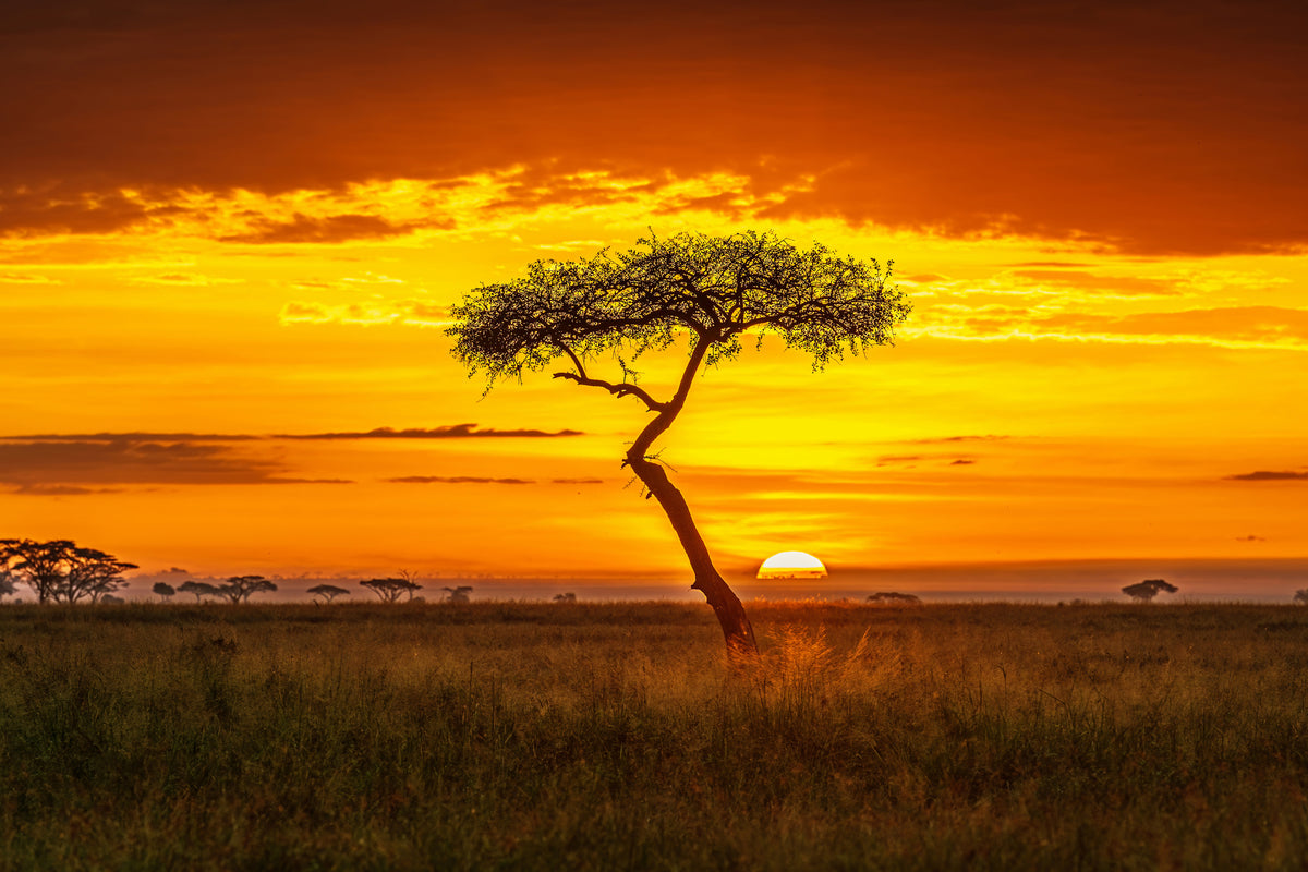aluminium-print-primordial-africa-x