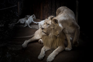 framedposter-print-the-lion-couple
