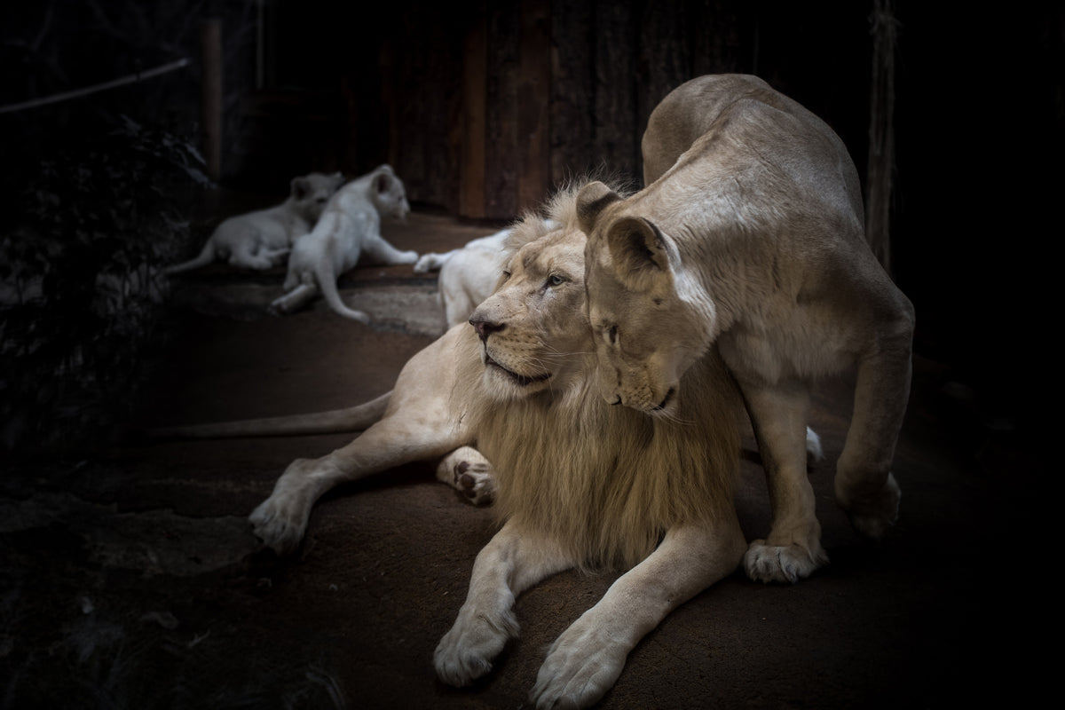 framedposter-print-the-lion-couple