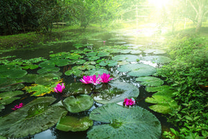 framedcanvas-print-garden-pond