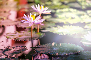canvas-print-lilies-in-pond