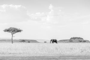 aluminium-print-high-key-savannah