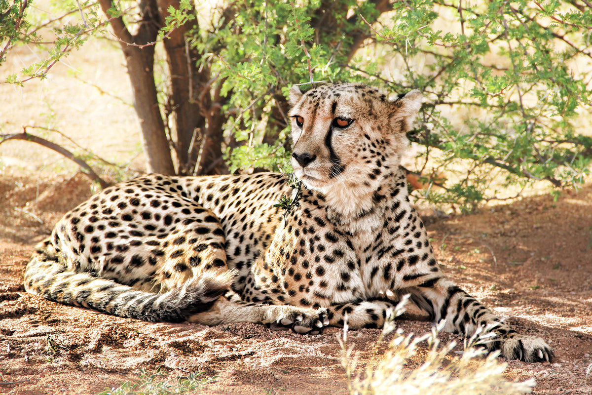 framedposter-print-sun-cheetah