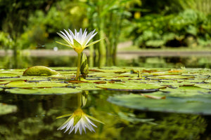 aluminium-print-water-lily-in-nature