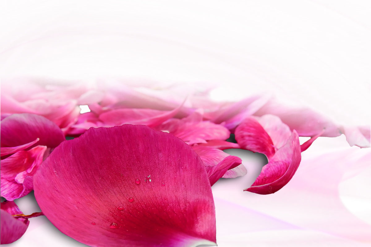 canvas-print-rose-petals-in-pink-iii