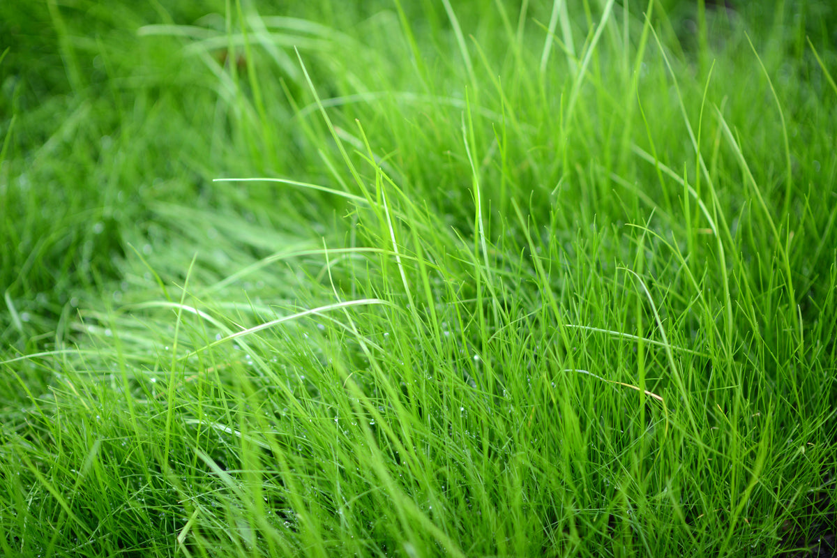 aluminium-print-blades-of-grass