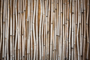 framedposter-print-dried-bamboos