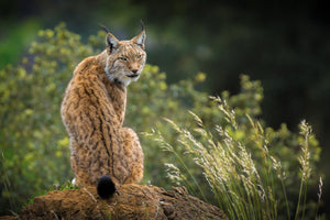 framedposter-print-wild-look-x