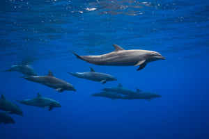 framedcanvas-print-dolphins-x