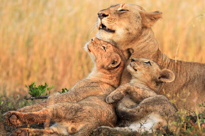 poster-print-mothers-love-x