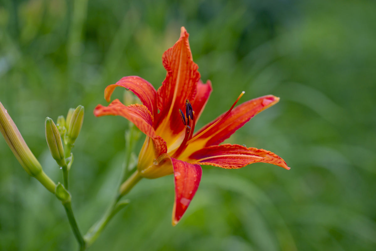 3-piece-canvas-print-lily-blossom-in-the-nature