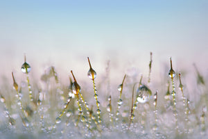 acrylic-print-the-dew-drops