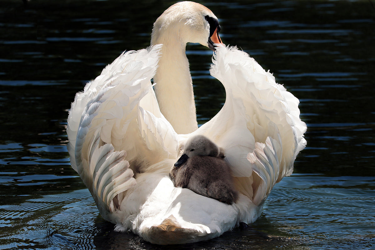 framedposter-print-mom-and-baby-swan