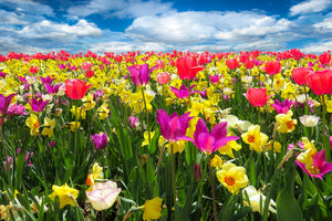 framedposter-print-the-spring-awakening