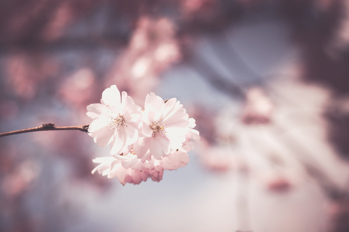 3-piece-acrylic-print-flower-xl