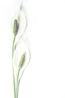 aluminium-print-lily-seed-pods