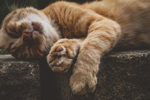 framedcanvas-print-sleeping-cat