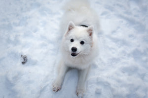 3-piece-canvas-print-dogs-joy-in-the-snow