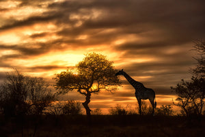 modern-3-piece-aluminium-print-african-dreams