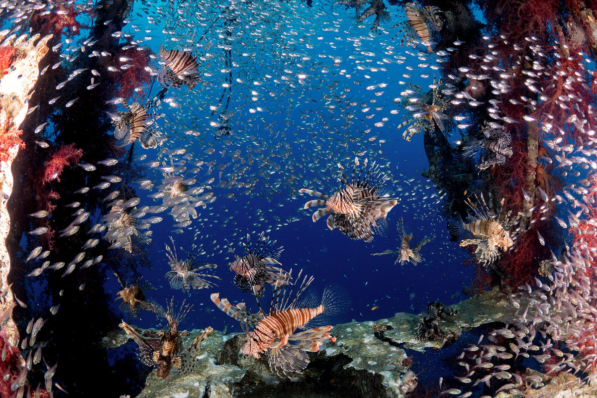 acrylic-print-lionfish-party-x