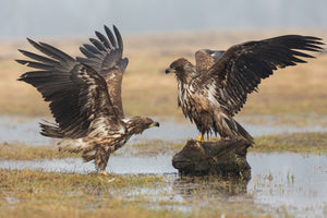 framedcanvas-print-open-wings