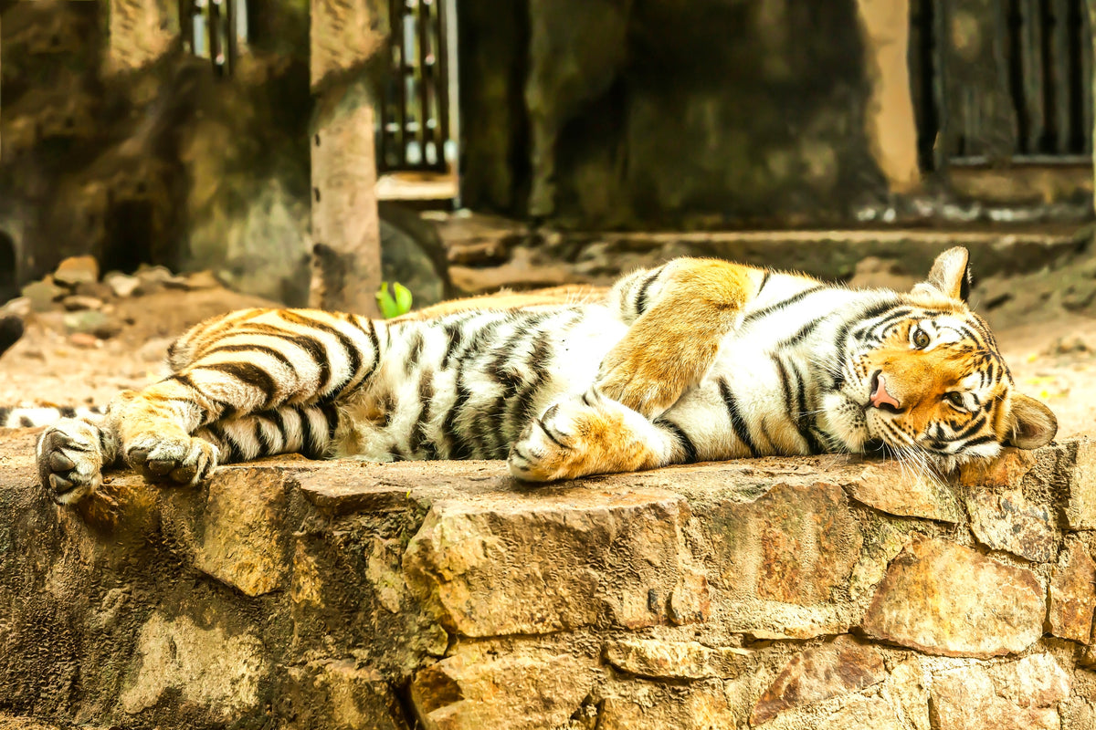 canvas-print-the-siberian-tiger
