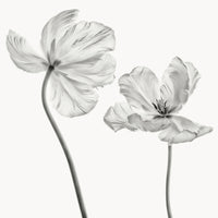 aluminium-print-same-tulip-front-and-backview