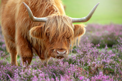 poster-print-highland-in-heather-x