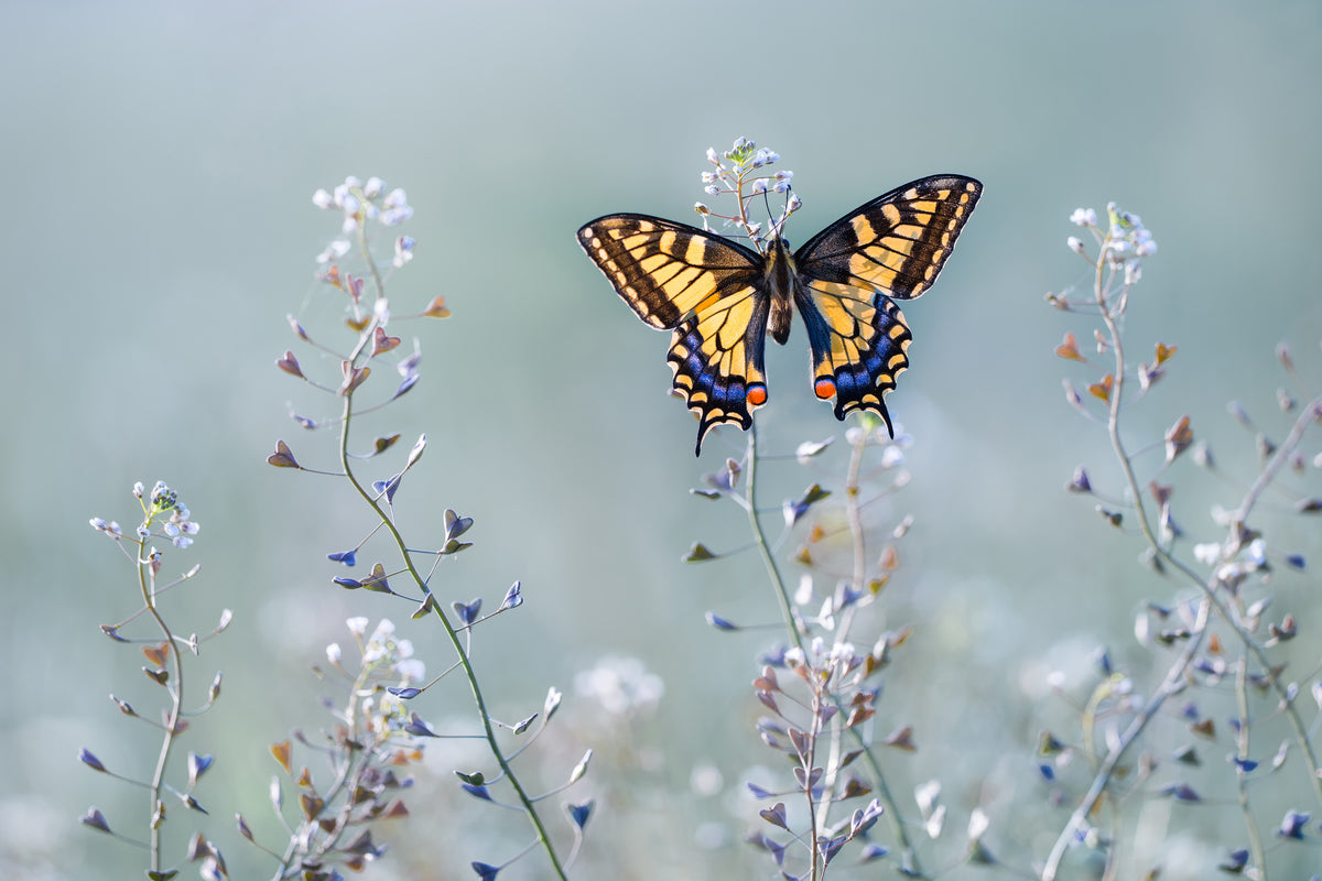poster-print-swallowtail-beauty
