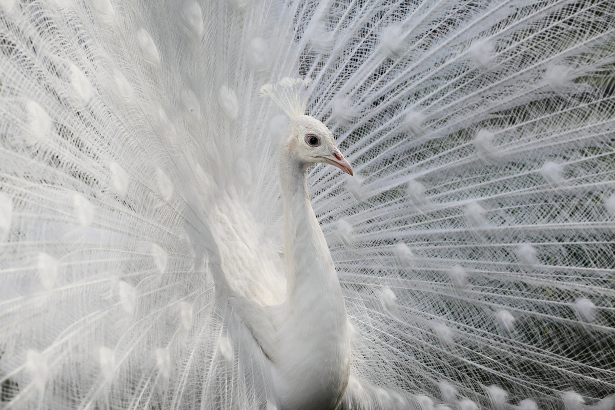 canvas-print-as-white-as-snow