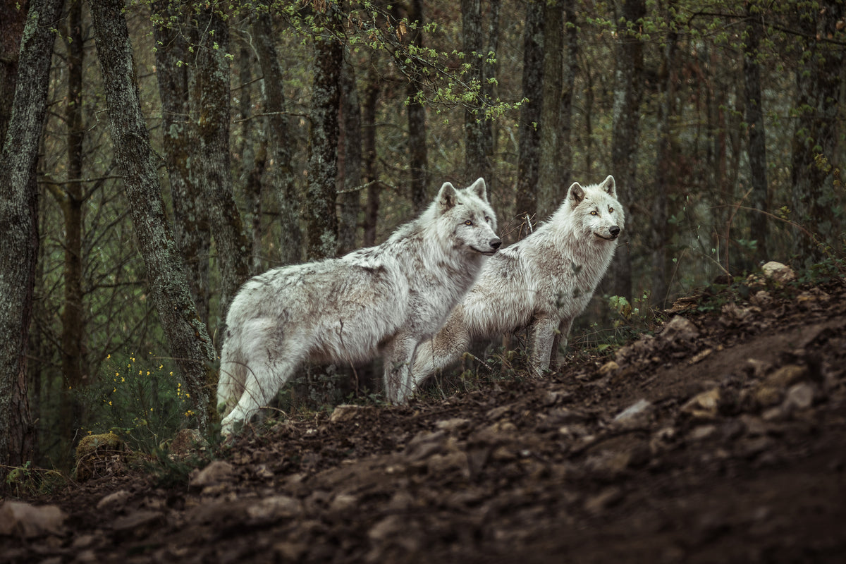 framedposter-print-meeting-with-white-wolves-x