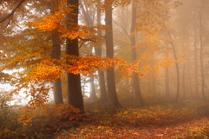 3-piece-aluminium-print-edge-of-the-woods