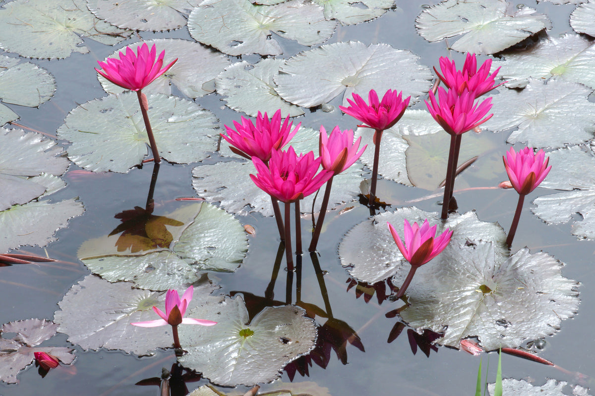 3-piece-aluminium-print-jump-in-the-lily-pond