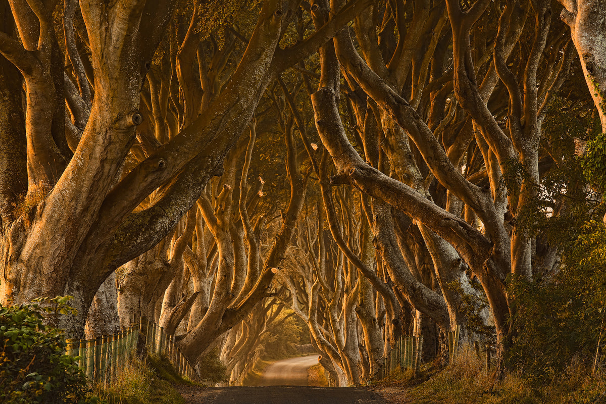 3-piece-acrylic-print-early-morning-dark-hedges