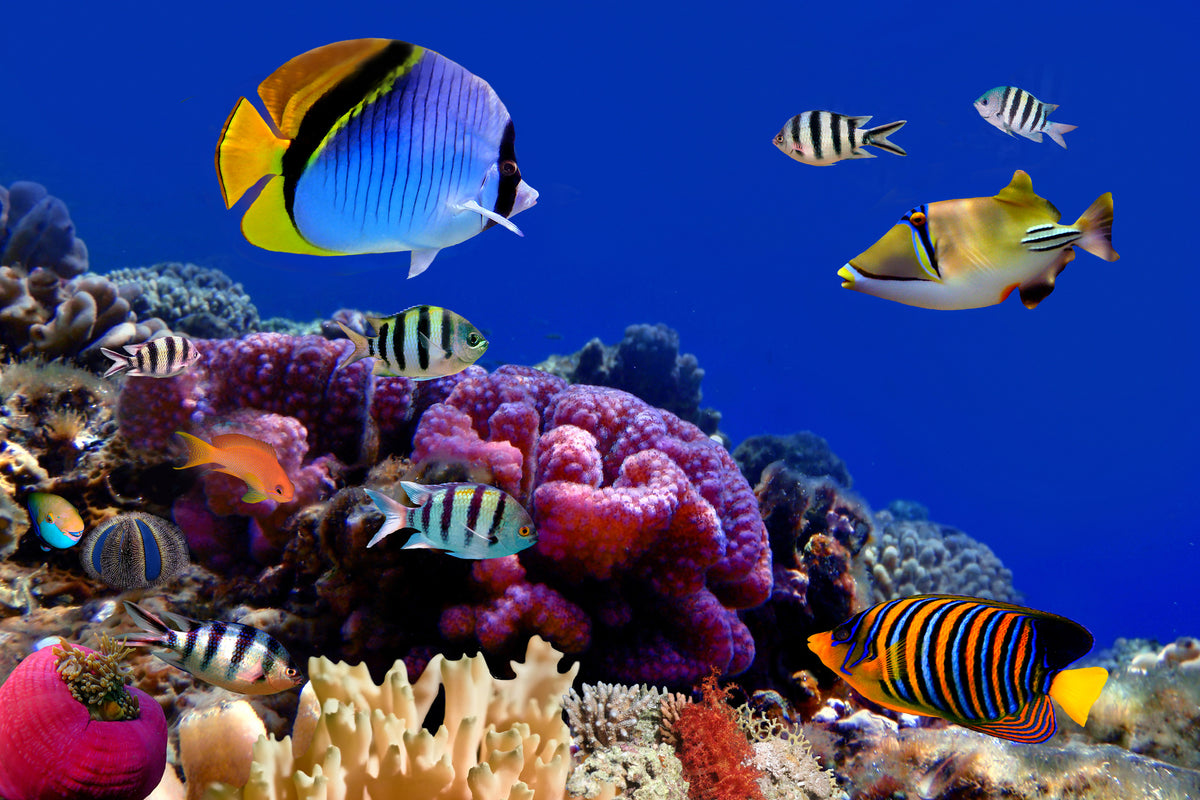 3-piece-acrylic-print-world-of-fish