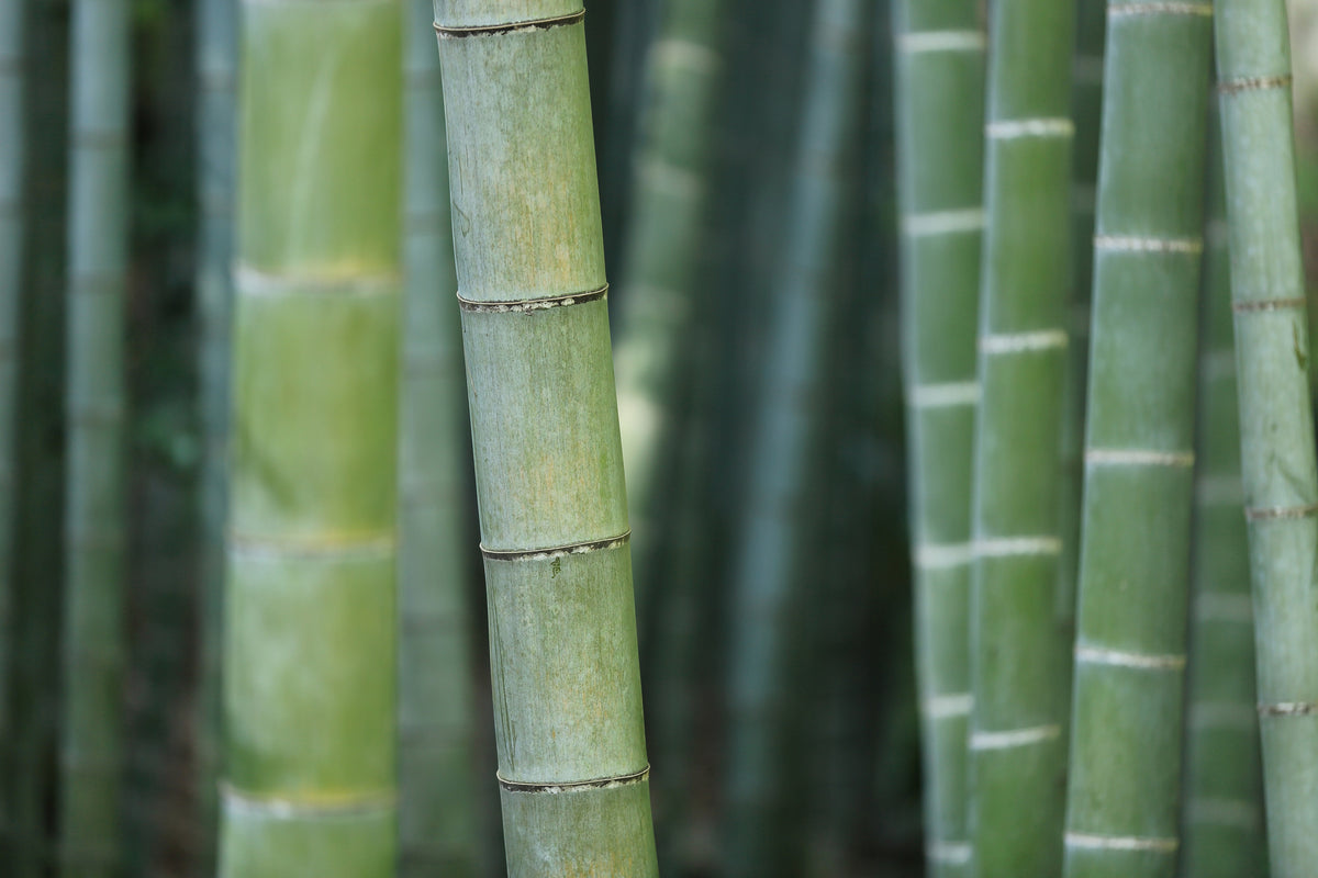 framedcanvas-print-bamboo-in-xxl