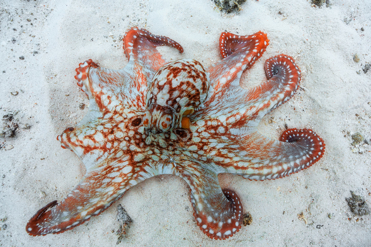canvas-print-octopus-a