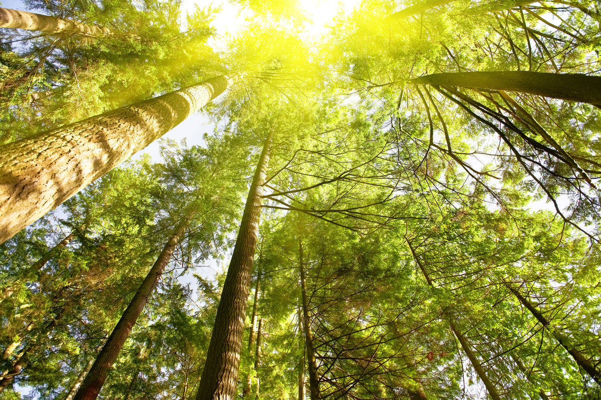 aluminium-print-treetops-in-the-sun