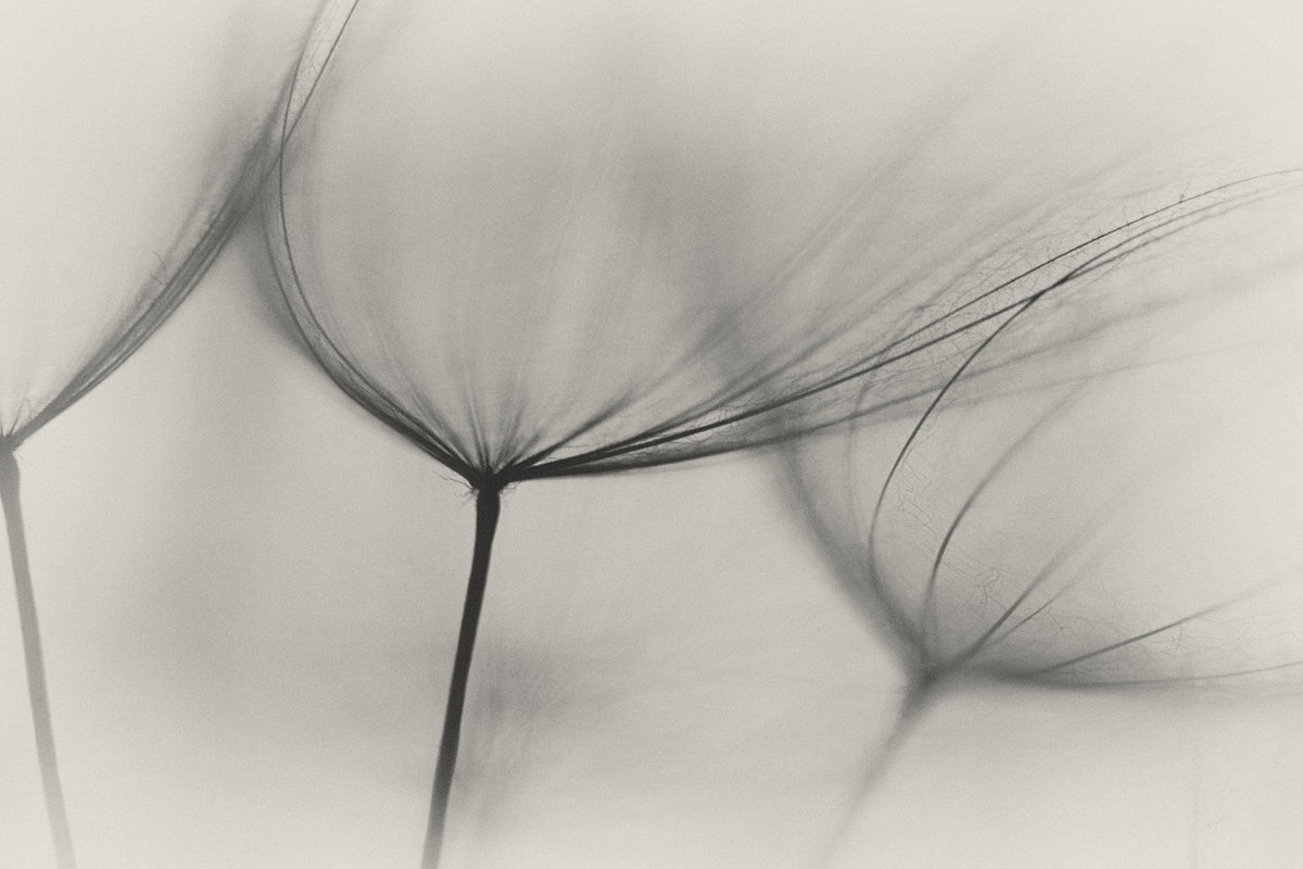 modern-3-piece-canvas-print-tragopogon