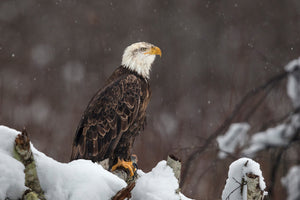 poster-print-proud-but-cold-x