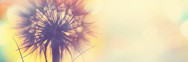 panoramic-3-piece-aluminium-print-the-dandelion-in-the-light-panorama