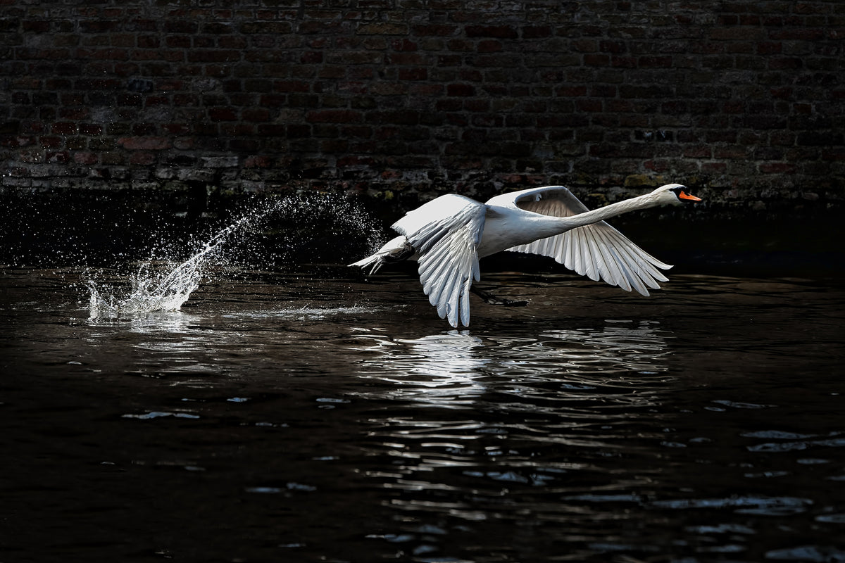 3-piece-acrylic-print-flying-swan