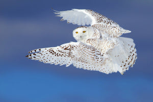 3-piece-canvas-print-flight-of-the-snowy-snowy-owl