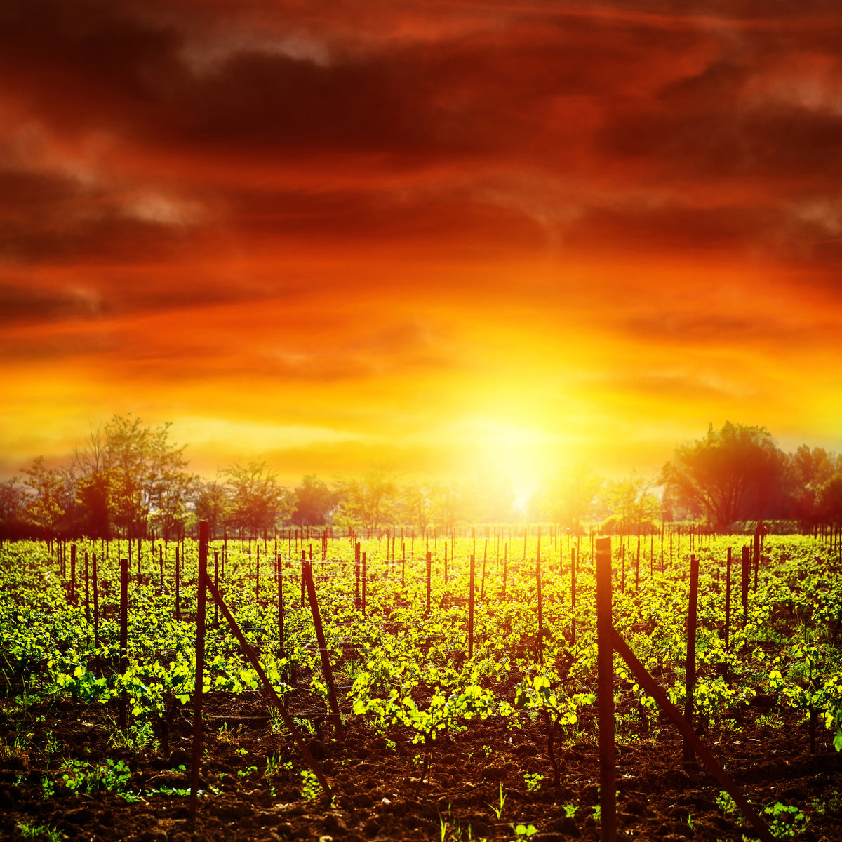 9-piece-acrylic-print-the-vineyard-at-sunset