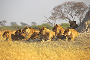 canvas-print-lion-family