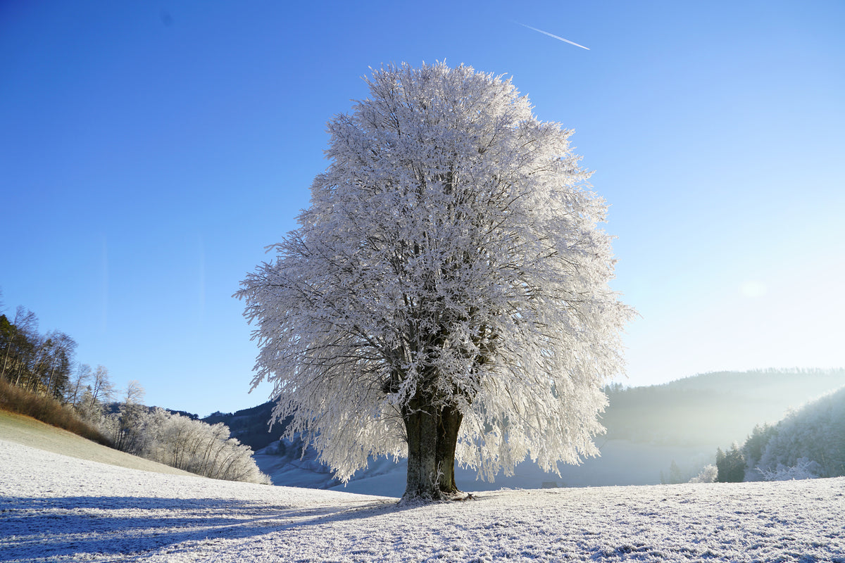 3-piece-acrylic-print-winter-fairy-tale